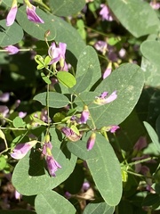 Lespedeza frutescens