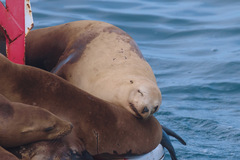 Zalophus californianus