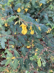 Chamaecrista