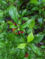Psychotria nervosa