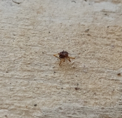 Araneae