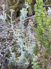Helichrysum dasyanthum
