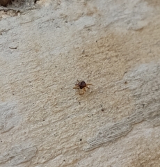 Araneae