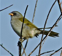 Embernagra platensis