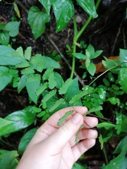 Adiantum philippense