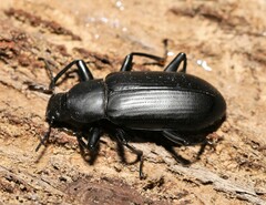 Alobates pensylvanicus