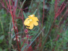 Ludwigia maritima