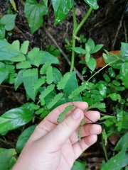 Adiantum philippense