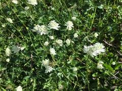 Astrantia