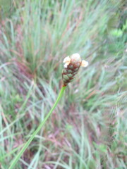 Xyris platylepis