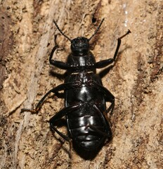 Alobates pensylvanicus