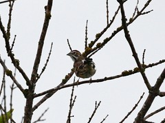 Chondestes grammacus