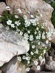 Cerastium