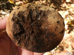 Amphibolips quercuspomiformis