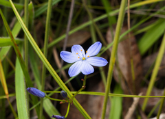Chamaescilla corymbosa