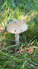 Amanita