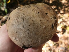 Amphibolips quercuspomiformis