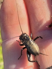 Acanthogryllus fortipes