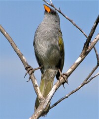 Embernagra platensis