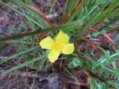Hypericum tetrapetalum