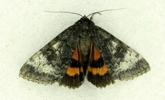 Catocala briseis