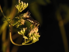 Bicyrtes quadrifasciatus