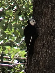 Dryobates albolarvatus