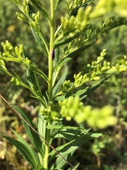 Graphocephala coccinea