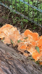 Laetiporus