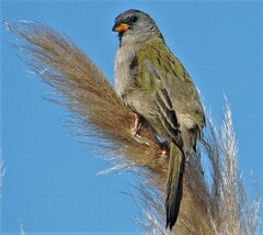 Embernagra platensis