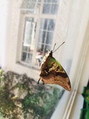 Charaxes candiope