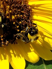 Bombus
