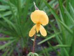 Chapmannia floridana