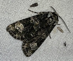 Craniophora ligustri