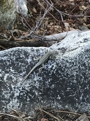 Sceloporus graciosus