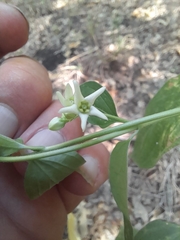 Vincetoxicum hirundinaria