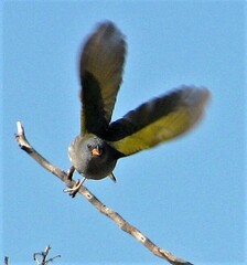 Embernagra platensis