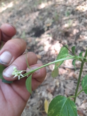 Vincetoxicum hirundinaria