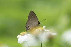 Deudorix epijarbas