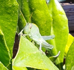 Anacridium aegyptium