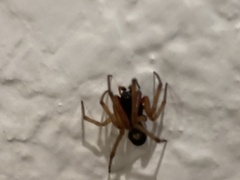 Steatoda nobilis