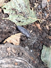 Dicercini