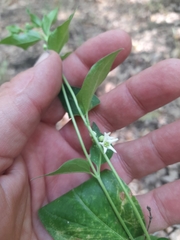 Vincetoxicum hirundinaria