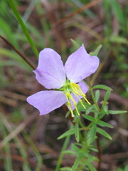 Rhexia mariana