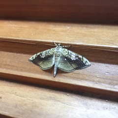 Pantographa limata