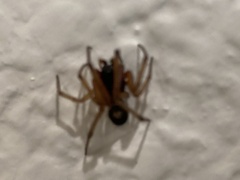 Steatoda nobilis