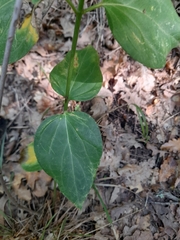 Vincetoxicum hirundinaria