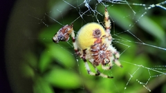 Araneus trifolium
