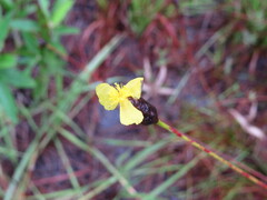 Xyris caroliniana
