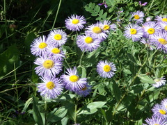 Erigeron speciosus
